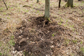 forest damage caused by wild boar