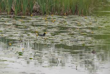 Leaves Water Lily Swim Pond Water Lilies