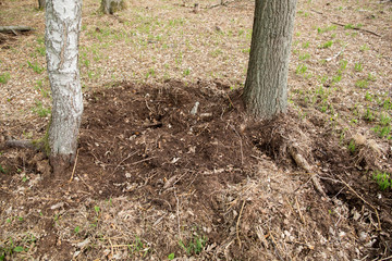 forest damage caused by wild boar