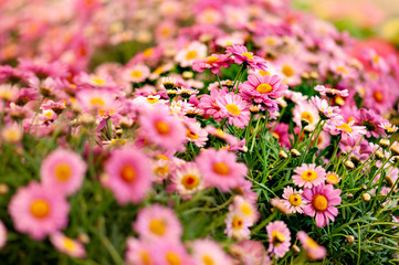 Closeup of pink daisy flower artistic blur