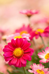 Obraz premium Closeup of pink daisy flower artistic blur