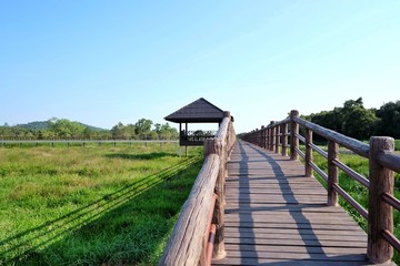 Obraz premium Wooden bridge across green tropical sedge field against blue sky bright day in Chumphon, THAILAND 