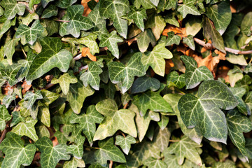 Many leafs of ivy cover a wall