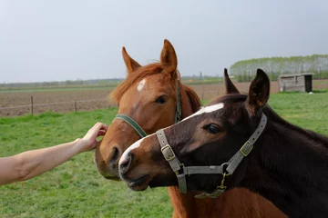 Fototapeten Wife caresses with her hand the head of a foal and another foal would also like to be petted © Farantsa