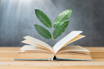 knowledge and wisdom concept, tree growing up on book on table with sunlight