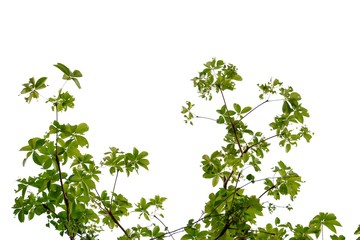 Obraz premium Tropical tree leaves with branches on white isolated background for green foliage backdrop 