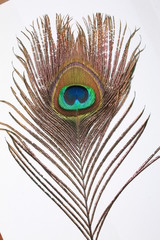 Obraz premium Peacock feather isolated on white