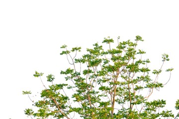 Tropical tree leaves with branches on white isolated background for green foliage backdrop 