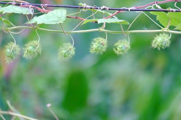 A group of wild green fruit growing in a garden and hanging on a wire with blurred green nature background 