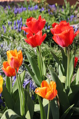Tulpen blühen im Garten