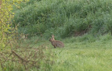 Wild rabbit in the grass.