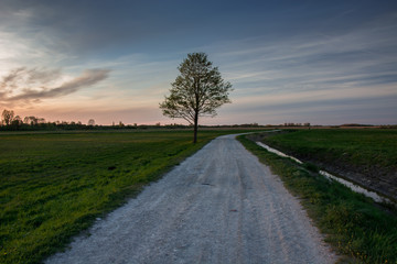 Fototapeta na wymiar Gravel road through meadows, lonely tree and evening clouds