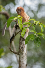 Wild Proboscis monkey in the rainforest