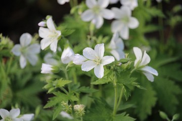white flowers in garden