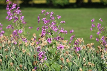 field of purple flowers