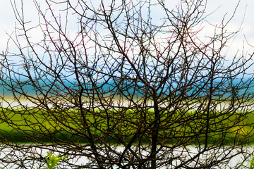 Interlaced branches of a bush on the background of a blurred river. Summer landscape