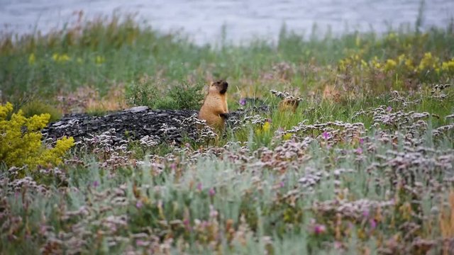 Marmota bobak in the wild among a field with flowers