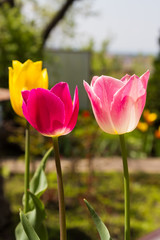 blooming multicolored tulips