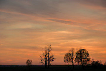 Trees on a meadow and colorful clouds after sunset