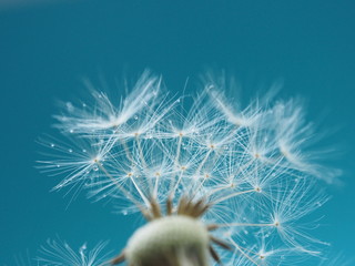 Pusteblume