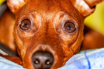 Dog breed miniature pinscher lying on the carpet