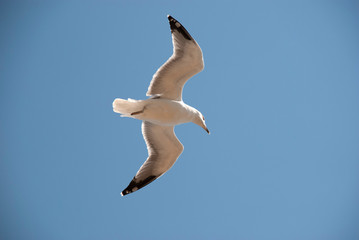 fliegende Seemöwe von unten