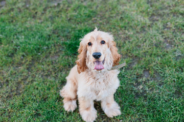 English cocker spaniel dog sitting