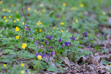 yellow forest flowers taken on a cloudy spring day