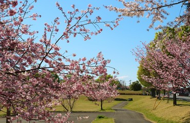 Fototapeta premium 風景 桜 春 満開 きれい 杤木