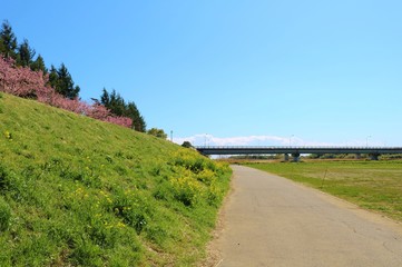 風景　道　橋　桜　土手　思川　杤木