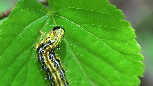 The Box Tree Moth Caterpillar on leaf (Cydalima perspectalis). Invasive species in Europe - (4K)