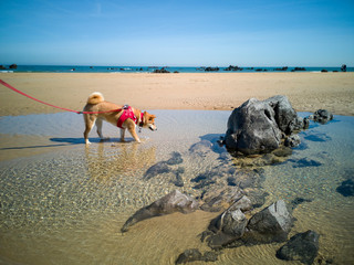 Shiba Inu dog inthe seaside