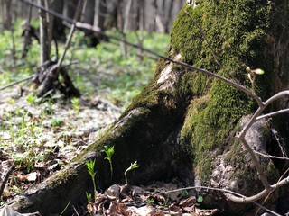 Fototapeta premium stream in the forest