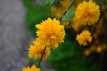 Beautiful spring yellow flowers on a bush in the garden