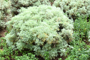  Artemisia absinthium (absinthe, absinthium, absinthe wormwood, grand wormwood, wormwood  - obrazy, fototapety, plakaty