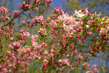 showy crabapple flowers in front of azure sky as spring theme background, malus floribunda or japenese crab or purple chokeberry in spring