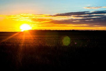 A beautiful sunset, a warm summer evening in a field of green, not ripe wheat and the sun goes down over the horizon