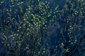 Fototapeta na wymiar blossoming buds on the willow,taken at sunset in the spring