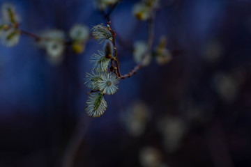 blossoming buds on the willow,taken at sunset in the spring