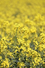 yellow rapeseed fileds glowing inthe sun