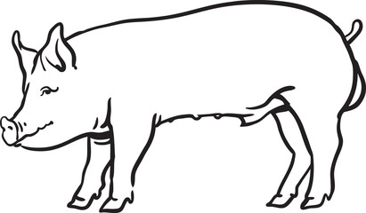 Pig,domestic animal, vector illustration