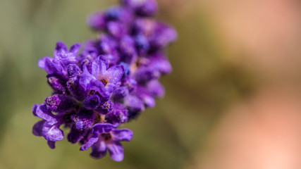 Lavendel Makro