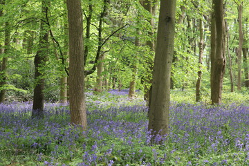 blue bell woods carpet of lovely purple flowers 