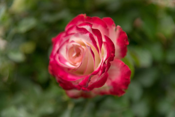 Fête des roses jardins de la villa Ephrussi de Rothschild