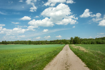 Straight road through green fields to the forest