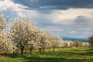 Fototapeta na wymiar Blooming cherry orchard and dramatic sky