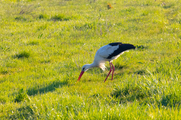 Obraz na płótnie Canvas white stork, morning walk in fresh grass