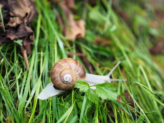 Schnecke kriechend auf grünem Gras. Weinbergschnecke im Garten.