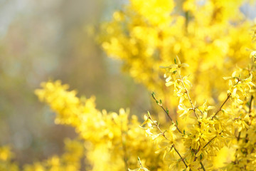 Spring. Forsythia, flowering plants in the olive family Oleaceae.  Easter tree
