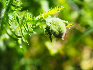 Mohnblume mit geschlossener Bl&uuml;te. Knospe eines Klatschmohn